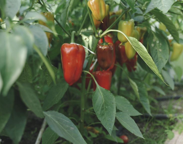 Screenshot 2025 08 04 At 15.40.21